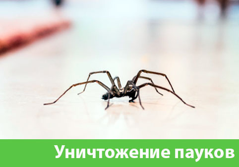 Избавиться от пауков в городе Бузулук