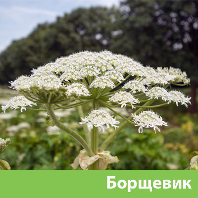 Уничтожение сорняка в Бузулуке