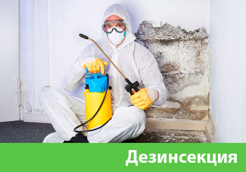 Дезинсекция в городе Бузулук