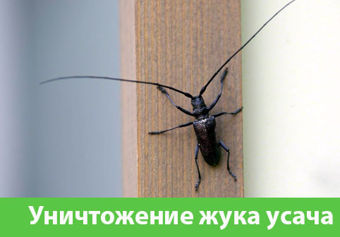 Обработка от жука усача в городе Бузулук