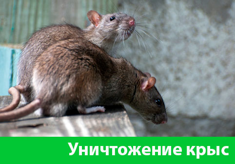Уничтожение крыс в городе Бузулук