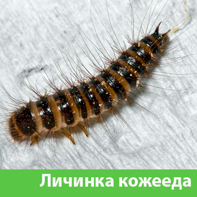 Личинка Кожееда в Бузулуке