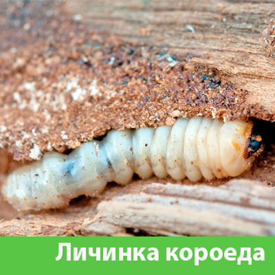 Уничтожение личинок короеда в Бузулуке