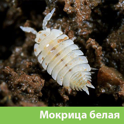 Мокрица в Бузулуке фото