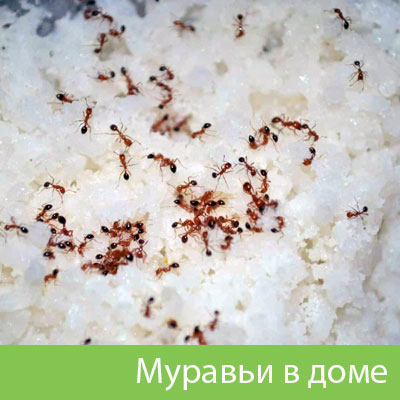 Муравьи в доме в Бузулуке