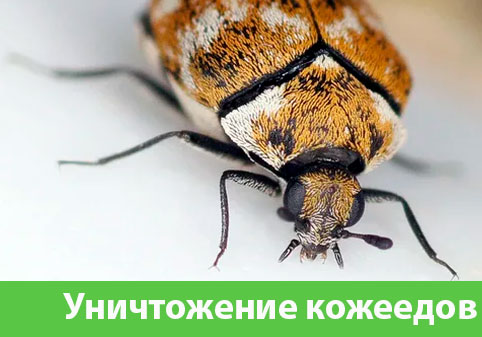 Обработка от кожееда в городе Бузулук 