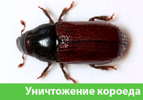 Обработка от короеда в городе Бузулук