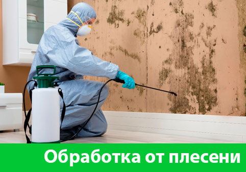 Обработка от плесени в городе Бузулук
