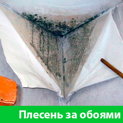 Удаление плесени в Бузулуке