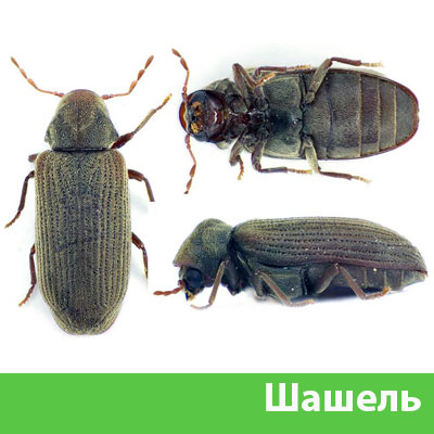 Обработка от шашеля в городе Бузулук