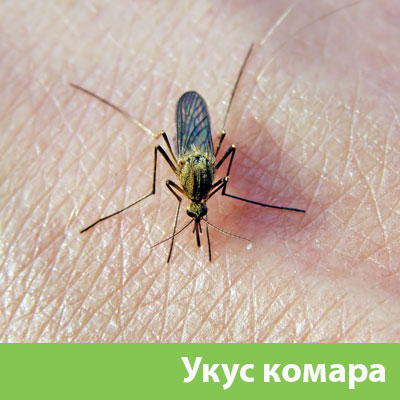 Укусы комаров в Бузулуке