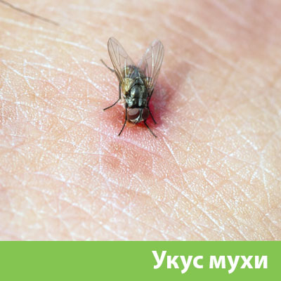 Уничтожение мух в Бузулуке