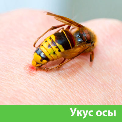 Профессиональное уничтожение ос и шершней в Бузулуке