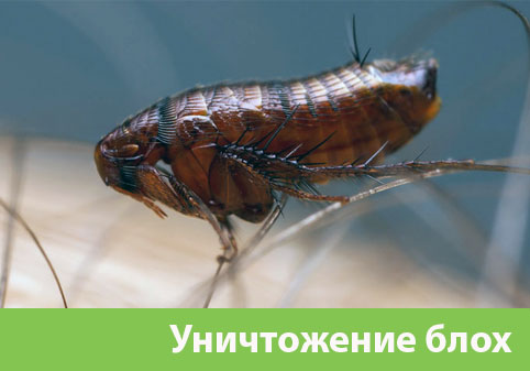 Уничтожение блох в городе Бузулук