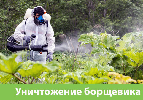 Уничтожение Борщевика в городе Бузулук