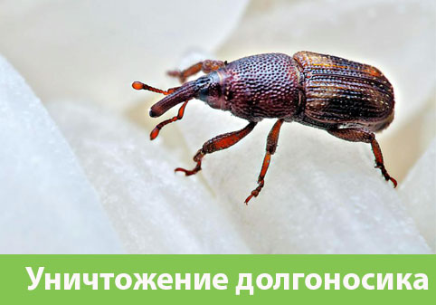 Уничтожение долгоносиков в городе Бузулук