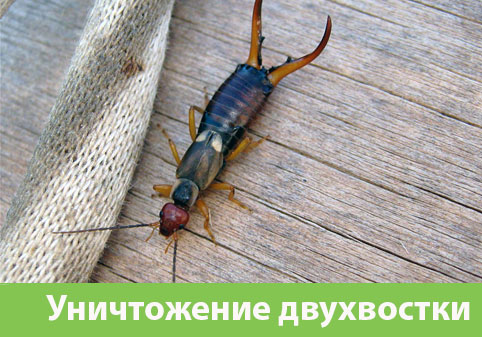Уничтожение двухвостки в городе Бузулук