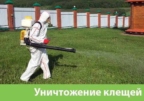 Уничтожение клещей в городе Бузулук