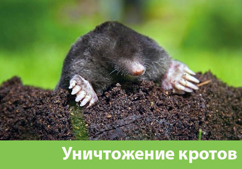 Уничтожение кротов в городе Бузулук