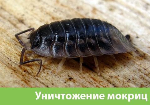 Мокрицы в квартире в городе Бузулук
