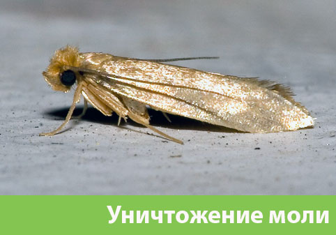 Уничтожение моли в городе Бузулук 