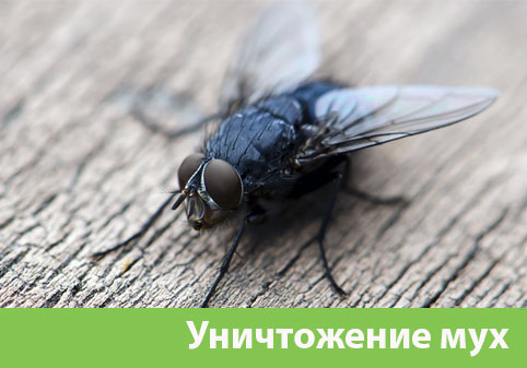 Уничтожение мух в городе Бузулук