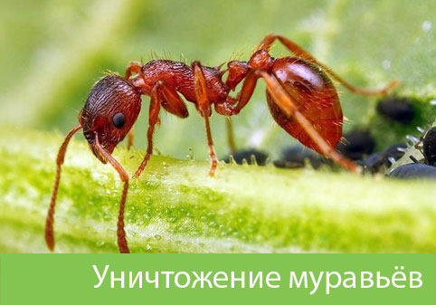 Уничтожение муравьёв в городе Бузулук