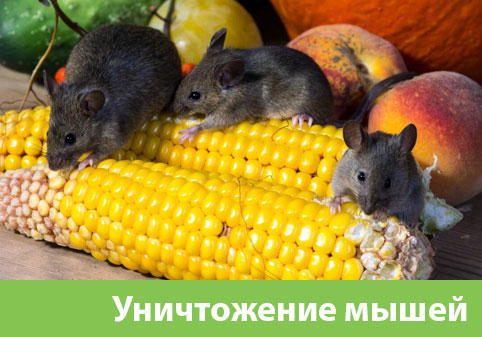Уничтожение мышей в Бузулуке