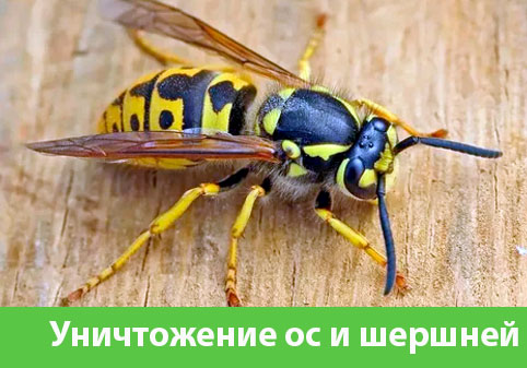 Уничтожение ос и шершней в городе Бузулук